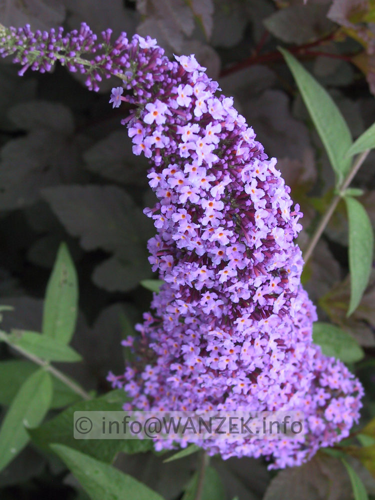 Buddleja Hybride Empire Blue 02.JPG